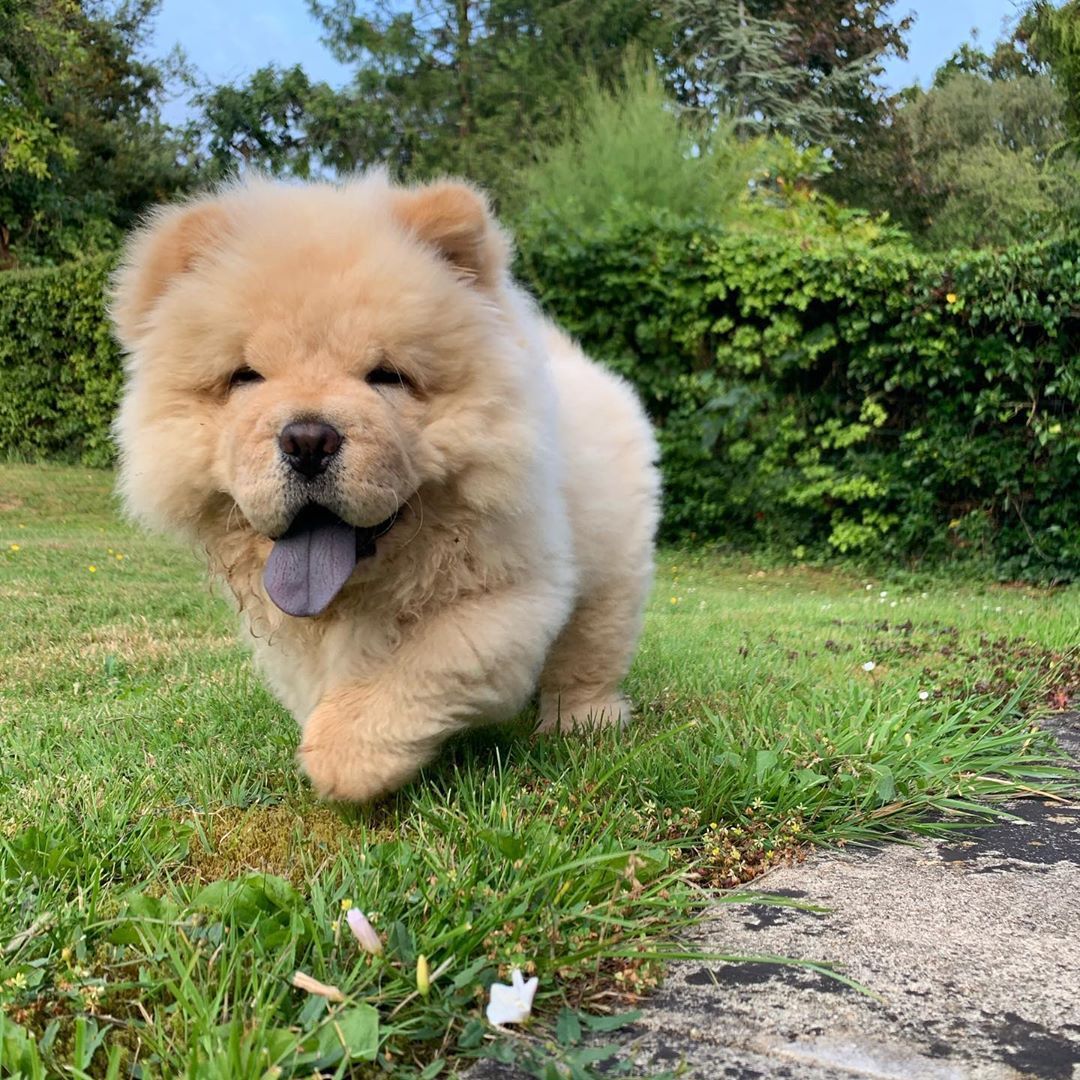 CHOW CHOW